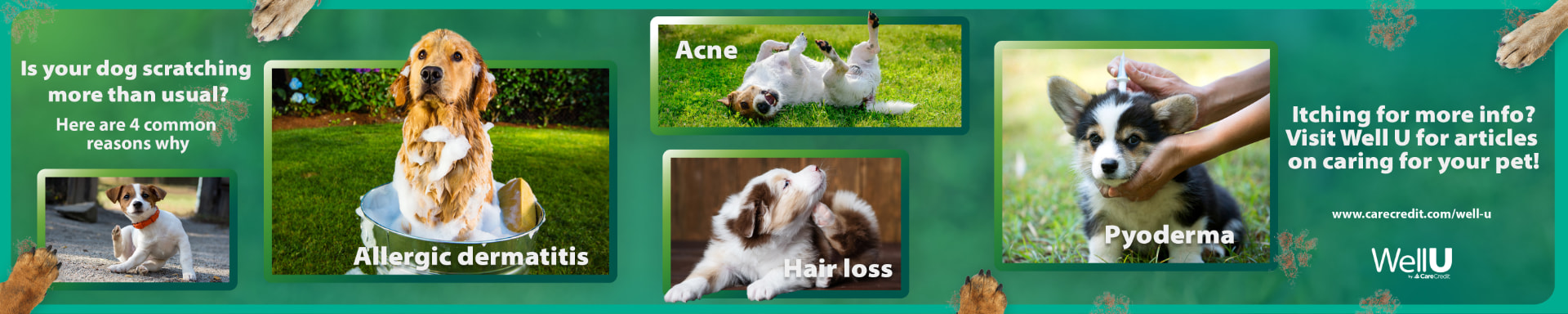 Is Your Dog Scratching photo Well U carousel, six slides shown as one panorama